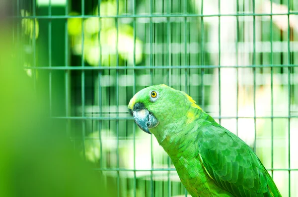 Pájaro loro colorido sentado en la percha — Foto de Stock