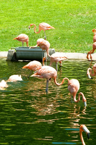 Pinkfarbene Lamingos am strahlenden Sommertag — Stockfoto