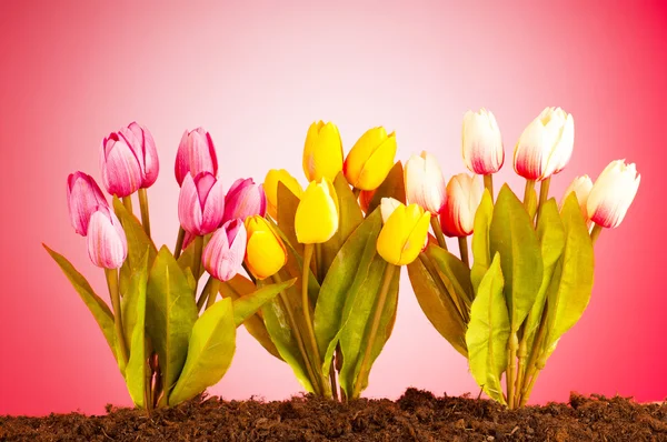 Kleurrijke tulpenbloemen groeien in de grond — Stockfoto