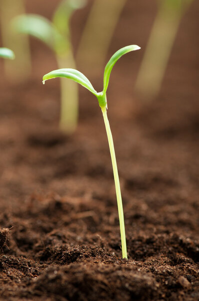Зеленые саженцы иллюстрируют концепцию новой жизни
