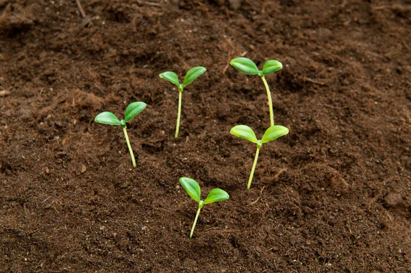 stock image Green seedling illustrating concept of new life