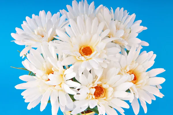 White gerberas in the pot — Stock Photo, Image