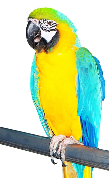 Kolorowy ptak papuga siedzi na grzędzie — Zdjęcie stockowe