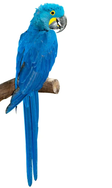 Colorato uccello pappagallo seduto sul trespolo — Foto Stock