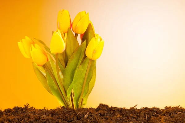 Toprakta büyüyen renkli lale çiçekleri — Stok fotoğraf