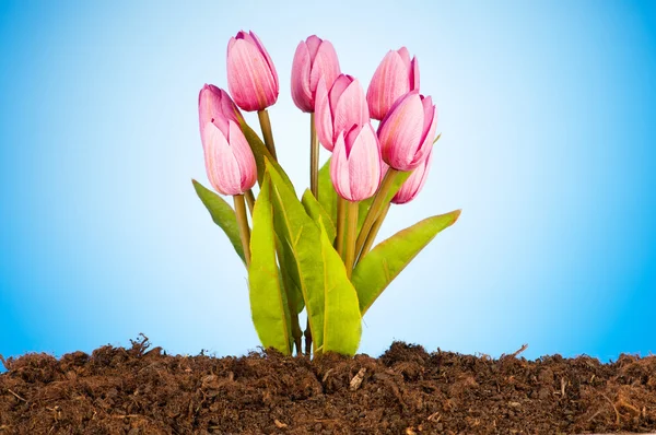 Barevné tulipánové květy rostoucí v půdě — Stock fotografie