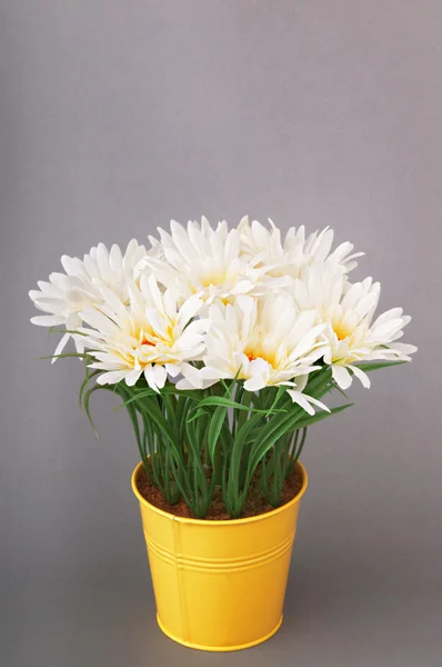 stock image White gerberas in the pot