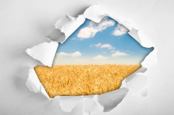 Buğday alan kağıt delikten — Stok fotoğraf