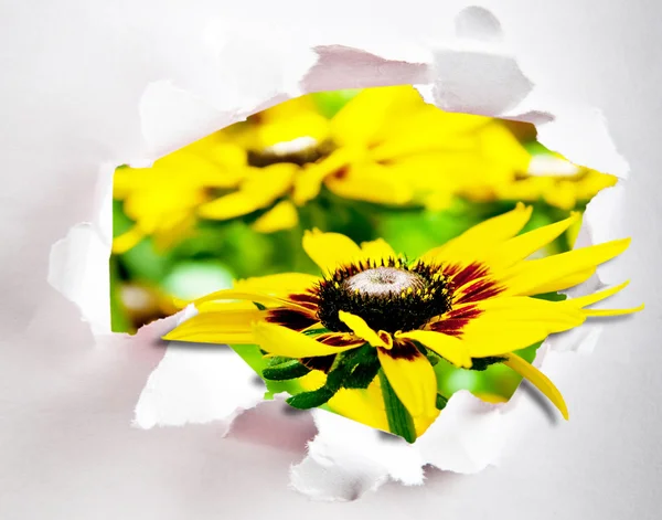 Sunflowers through hole in paper — Stock Photo, Image