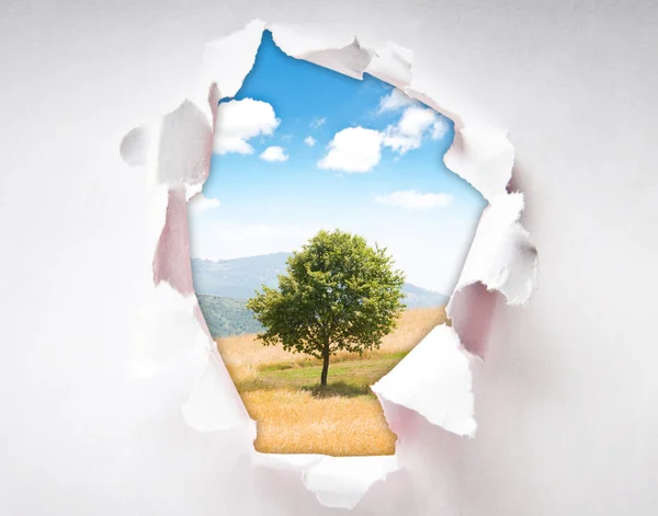 Árbol solitario a través del agujero en papel — Foto de Stock