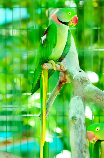 Färgrik papegoja som sitter på abborren — Stockfoto