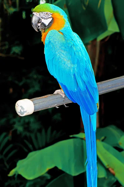 Colourful parrot bird sitting on the perch — Stock Photo, Image
