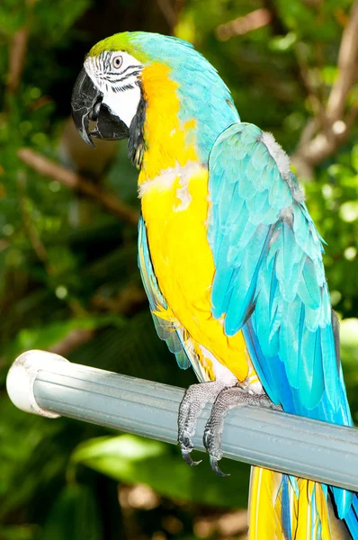 色彩斑斓的鹦鹉鸟坐在栖木上 — 图库照片