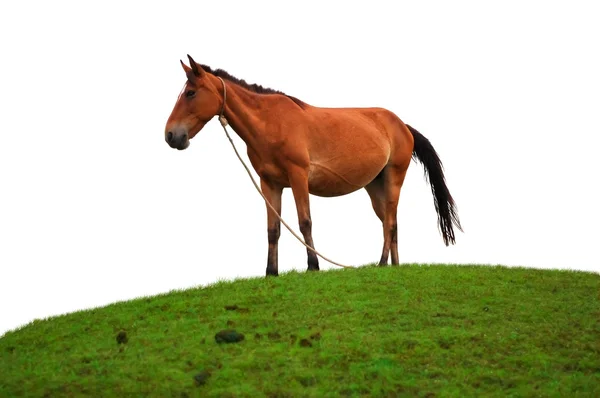 Brun häst på gräsplan — Stockfoto