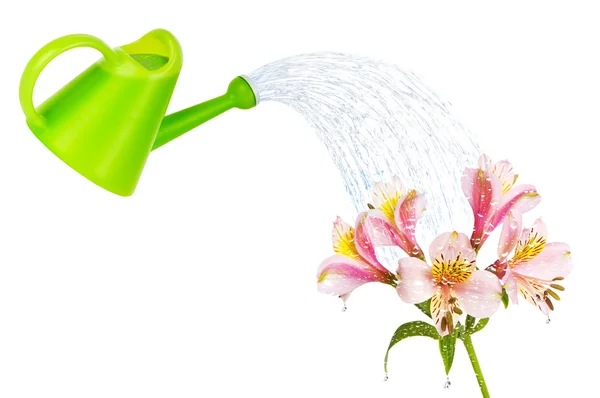 Colourful lilies isolated on the white background — Stock Photo, Image