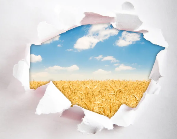 Campo de trigo a través del agujero en el papel — Foto de Stock