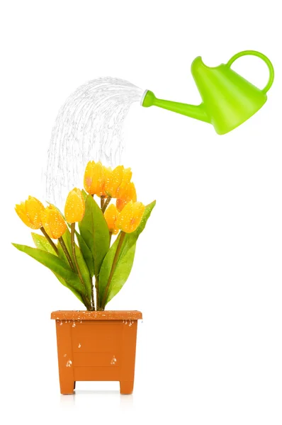 Topf mit Tulpen isoliert auf weiß — Stockfoto