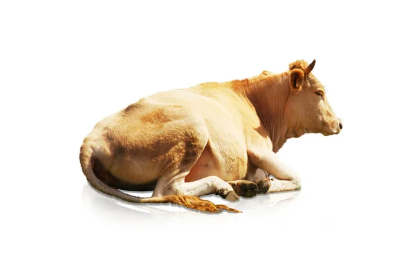 A zöld mező elszigetelt tehén — Stock Fotó