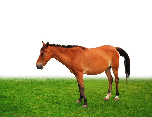 Kahverengi at çim sahada — Stok fotoğraf
