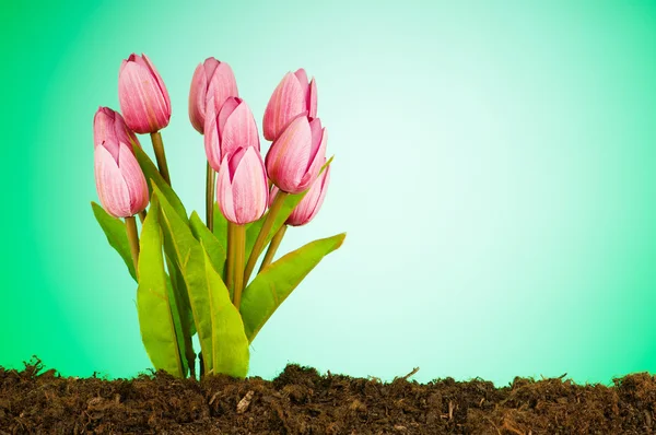 Coloridas flores de tulipán que crecen en el suelo —  Fotos de Stock