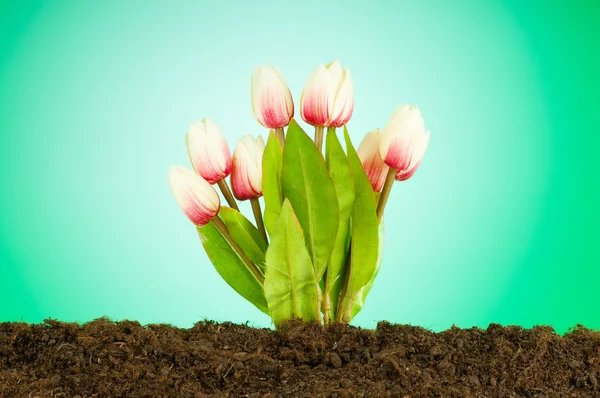 Flores de tulipa coloridas crescendo no solo — Fotografia de Stock