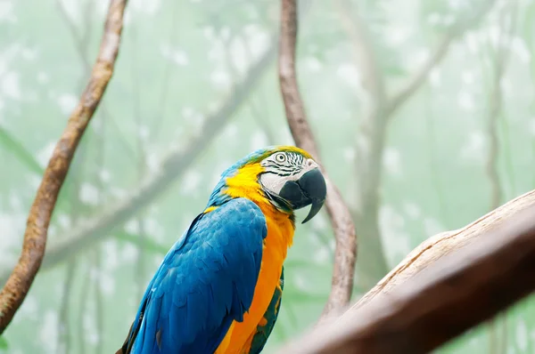 Barevný papoušek sedí na bidýlku — Stock fotografie