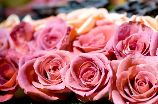 Primer plano de las muchas rosas de colores —  Fotos de Stock