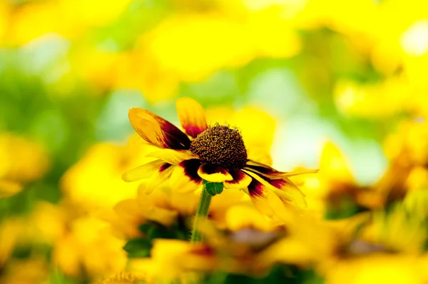 Girasoli gialli nella luminosa giornata estiva — Foto Stock