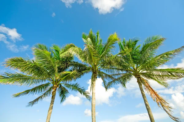 Palms trees on the beach during bright day — Stock Photo, Image