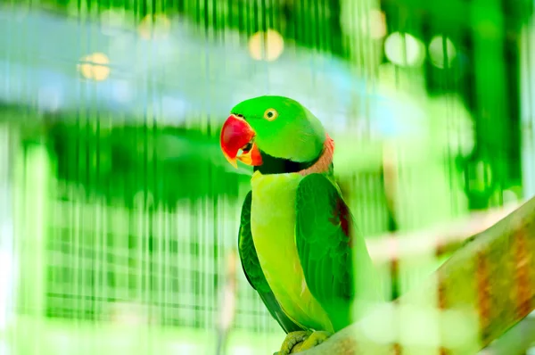 Pájaro loro colorido sentado en la percha — Foto de Stock