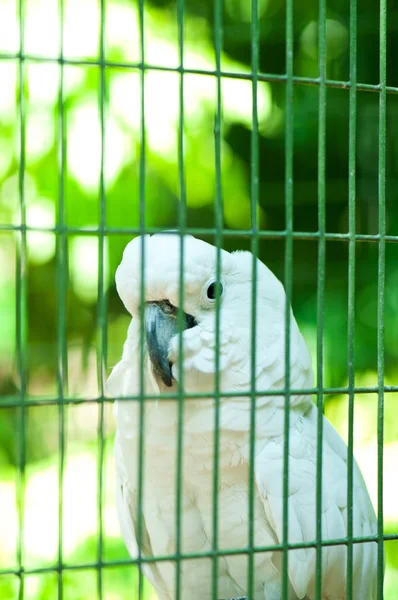 Oiseau perroquet coloré assis sur la perche — Photo