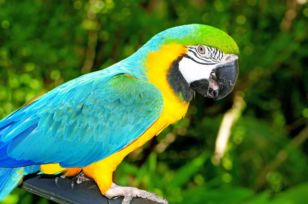 Kleurrijke papegaai vogel zittend op de baars — Stockfoto