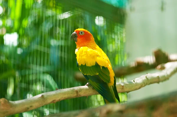 Färgrik papegoja som sitter på abborren — Stockfoto