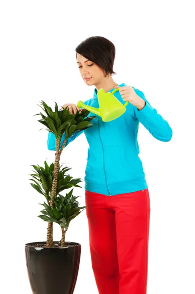 用白色隔绝的年轻女子浇灌植物 — 图库照片