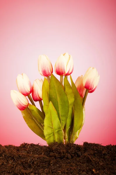 Kleurrijke tulpenbloemen groeien in de grond — Stockfoto
