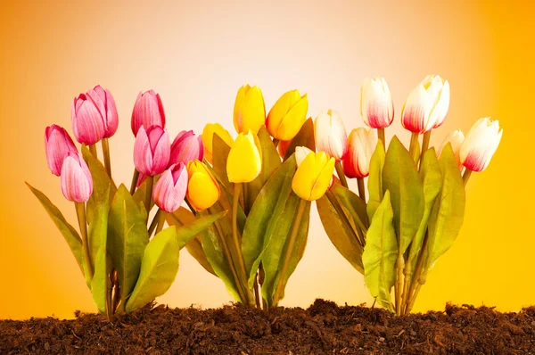 Kolorowe kwiaty tulipanów rosnące w glebie — Zdjęcie stockowe