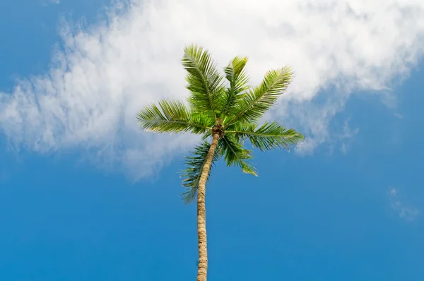 Palms trees on the beach during bright day Royalty Free Stock Photos