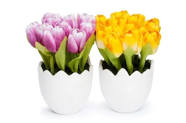 Барвисті квіти тюльпанів у білому горщику — стокове фото