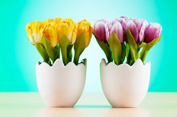 stock image Colorful tulip flowers in the white pot