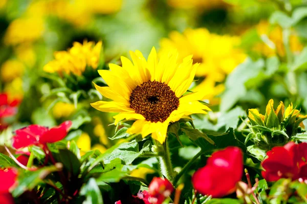 Yellow sunflowers on the bright summer day — Stock Photo, Image