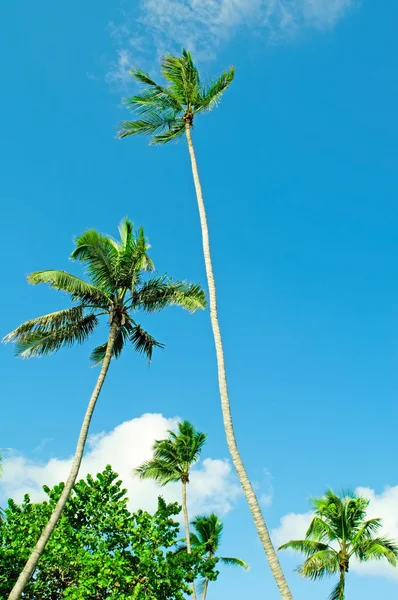 ต้นปาล์มบนชายหาดในวันที่สดใส — ภาพถ่ายสต็อก