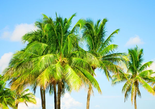 화창 한 날에 해변에 있는 야자나무들 — 스톡 사진