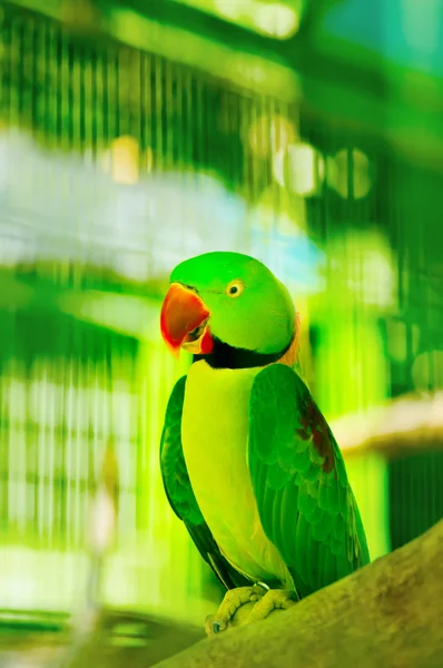 Colourful parrot bird sitting on the perch — Stock Photo, Image