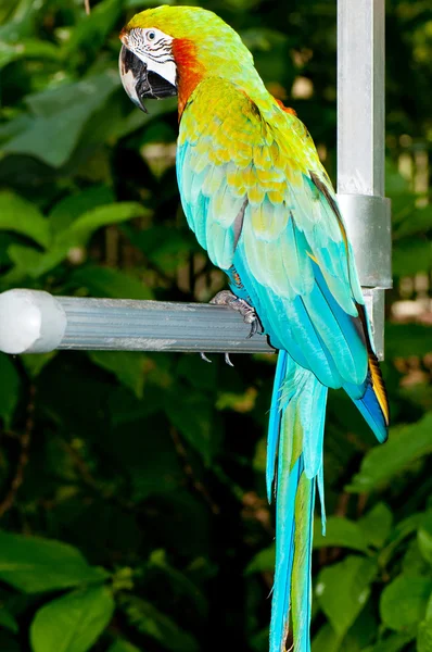 Színes papagájmadár ül a sügéren — Stock Fotó