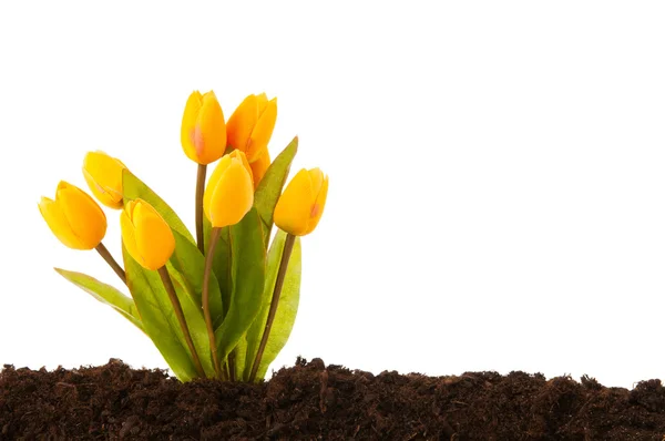 Kolorowe kwiaty tulipanów rosnące w glebie — Zdjęcie stockowe