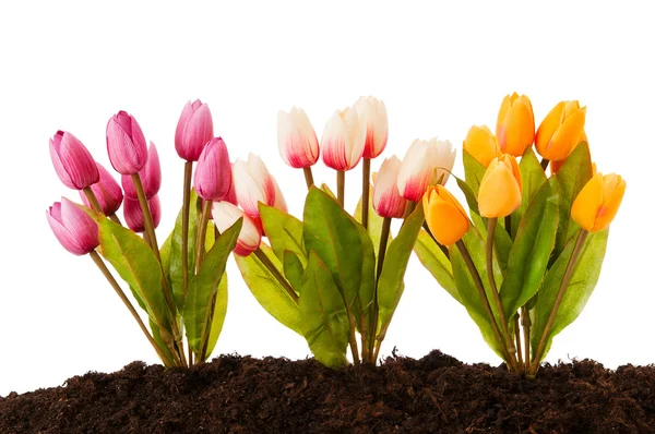 stock image Colourful tulip flowers growing in the soil