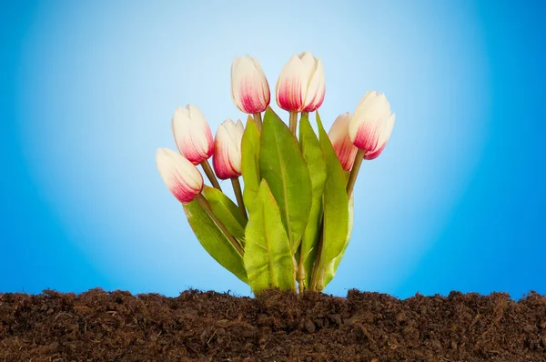 Fiori di tulipano colorati che crescono nel terreno — Foto Stock