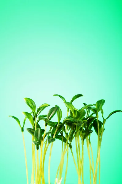 说明的新生活理念的绿苗 — 图库照片