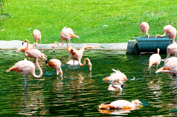 明るい夏の日ピンク lamingoes — ストック写真