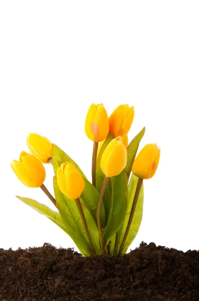 Coloridas flores de tulipán que crecen en el suelo —  Fotos de Stock